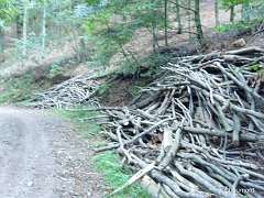 Un tas de branches au bord du chemin